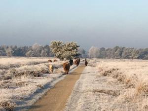 een groep koeien die over een onverharde weg lopen bij De Egelburcht in Garderen