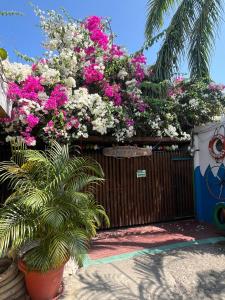 uma cerca de madeira com flores cor-de-rosa e brancas em Posada Amaripucci em San Andrés