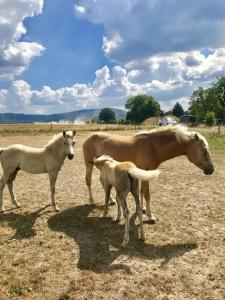 Animales en el departamento o alrededores