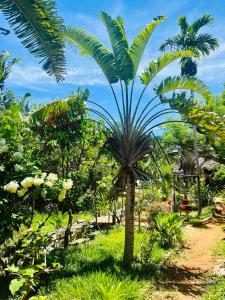 eine Palme in der Mitte eines Feldes in der Unterkunft Tamarin Lodge in Ampangorinana