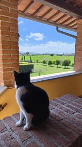 un gato blanco y negro mirando por la ventana en il Chiassetto Agriturismo No Kids, en Cascina