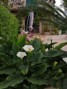 um jardim com flores brancas e folhas verdes em Auberge les Aromes em Grasse