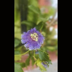 una flor morada en una planta con hojas verdes en Strawberry County, en Panchgani