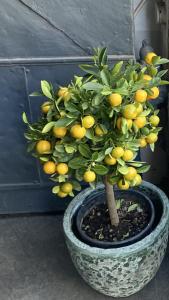 a small lemon tree in a large pot at JUGENDSTIL VILLA LEOBEN GÖSS - nahe SPIELBERG FORMEL 1 in Leoben