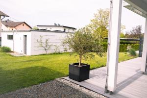 un arbre dans un pot noir sur une terrasse couverte dans l'établissement Apartments Verde, à Grein