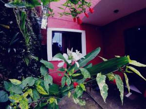 Cette chambre est dotée de plantes et d'une fenêtre avec un mur rouge. dans l'établissement Casa do Aventureiro, à Abraão