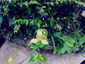 une plante avec des fleurs jaunes dans un jardin dans l'établissement Casa do Aventureiro, à Abraão