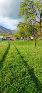 een schaduw van een boom in een grasveld bij Casa de vacanta Balan in Prundul Bîrgăului