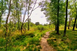 een onverharde weg door een bos met bomen bij Dutchen Zeegser Duinen Villalodges in Zeegse