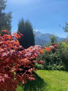 ツェル・アム・ゼーにあるChalet Panoramablick Zell am Seeの庭の紅葉の茂み