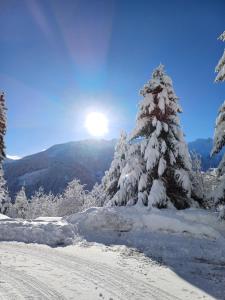 um pinheiro coberto de neve com o sol ao fundo em Apartment Kerer em Wald im Pinzgau