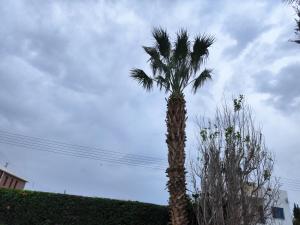 una palmera frente a un cielo nublado en Sunset Green 02, en Pafos