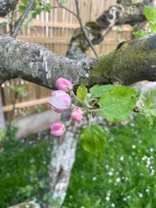 Vonkajšia záhrada v ubytovaní Charmant Studio sur Jardin "Jade"