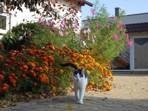 un chat marchant sur un trottoir devant les fleurs dans l'établissement Ranczo Tomaszówka Domek w Polu, 