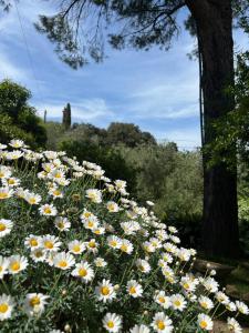 卡尔米尼亚诺Agriturismo Fuccioli II的一片白色和黄色的 ⁇ 