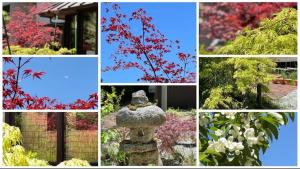 un collage di foto di fiori e di un bagno per uccelli di Pension Lanpou a Fujikawaguchiko