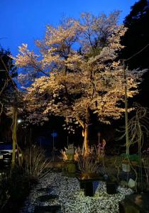 un albero in un giardino di notte con luci di Pension Lanpou a Fujikawaguchiko