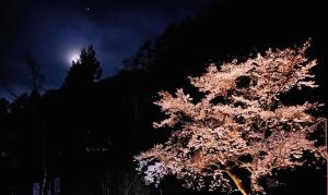 un albero di notte con la luna sullo sfondo di Pension Lanpou a Fujikawaguchiko