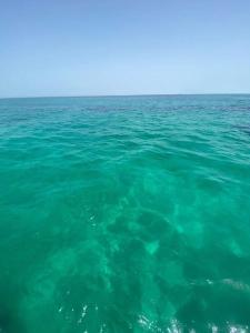 une grande masse d'eau avec de l'eau verte dans l'établissement Les Sons du Jardin Monastir, à Monastir