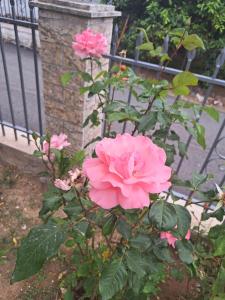 una rosa rosa frente a una valla en Traditional Stone House-Ideal for families, en Archea Pissa