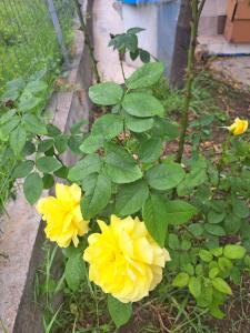 un grupo de flores amarillas creciendo junto a una valla en Traditional Stone House-Ideal for families, en Archea Pissa