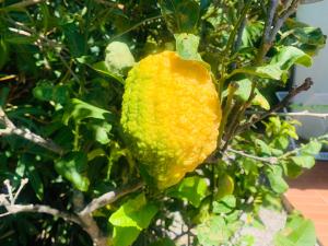 Fotografia z galérie ubytovania Case dei limoni sul mare v destinácii Capoliveri