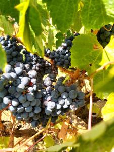 a bunch of grapes hanging on a vine at Casa Alegria - Apartment Vista da Serra in Tomar