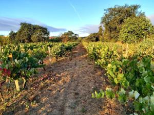 a vineyard with rows of green vines at Casa Alegria - Apartment Vista da Serra in Tomar