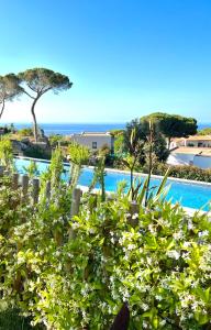 - une vue sur la piscine entourée de plantes dans l'établissement Villa avec jardin et piscine, à Calvi