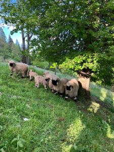 uma manada de ovinos a caminhar num campo em Landhaus Hochkönig em Mühlbach am Hochkönig