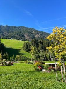 um campo verde com uma árvore e uma montanha em Residence Altea em Ortisei