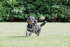 Et eller flere kæledyr der bor med gæster på Nutfield Priory Hotel & Spa