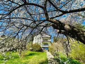 un árbol frente a un edificio en una colina en Iepurasul Sinaia, en Sinaia