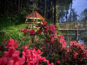 un jardin avec des fleurs roses et un pont en arrière-plan dans l'établissement Bloomfield Farmhouse and Eco-Resort, à Darjeeling