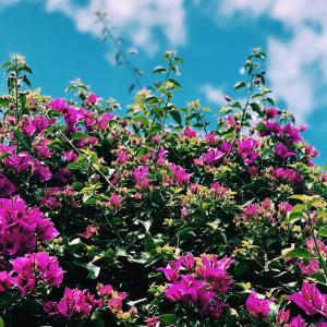 un cespuglio di fiori viola con un cielo blu sullo sfondo di Apartamentos Borda D´Agua ad Albufeira