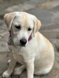 Pet ou pets ficando com hóspedes em Rifugio Fornas