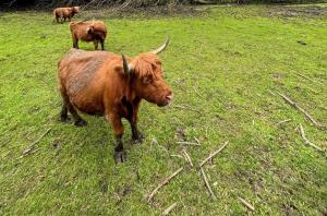 a brown cow standing in a field of grass at Gut Drasing in Krumpendorf am Wörthersee