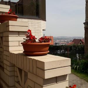 twee potplanten op een stenen muur bij Hotel Garni Rambousek in Praag