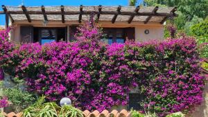 a house with pink flowers in front of it at LA TERRAZZA SUL MARE - panoramic cottage overlooking sea and Caprera island in a quiet residential area - 150 mt from the sea in La Maddalena