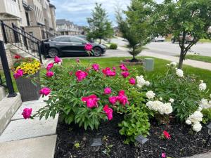 a bunch of pink flowers in a garden at Jahsavvy's Nest in Hamilton