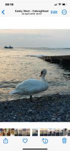 een witte eend op rotsen bij het water bij Seafront House in Sligo