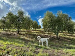 Thú nuôi lưu trú tại RTA Costa Etrusca