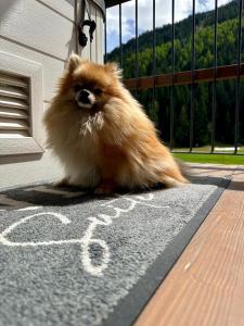 um pequeno cão sentado num tapete com a palavra paz em Nira Mountain Resort Futura em Valdidentro