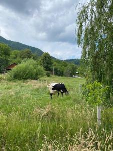 una vacca che pascola in un prato di erba alta di Nad Cheremoshem a Tyudov