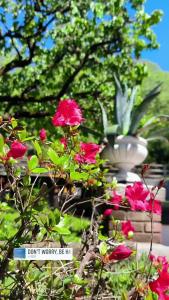 um ramo de flores cor-de-rosa em frente a uma fonte em Villa Marchesa em Arona