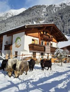 Állatok a hostelben vagy a közelben