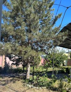 a large pine tree in a yard at Hostel Saruu in Bishkek