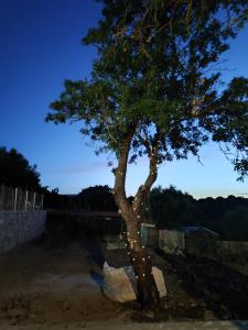 a tree in the dirt with a bag under it at Vaki's country house in Pylos