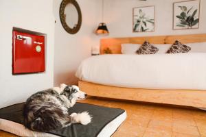 Domácí mazlíčci ubytovaní s hosty v ubytování Petit Mesón (Pet Friendly Hotel)