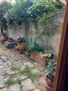 een groep potplanten naast een muur bij Sunshine Suites in Florence